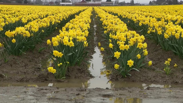 Floodwaters swamp Skagit Valley, WA farmland as tulip season nears