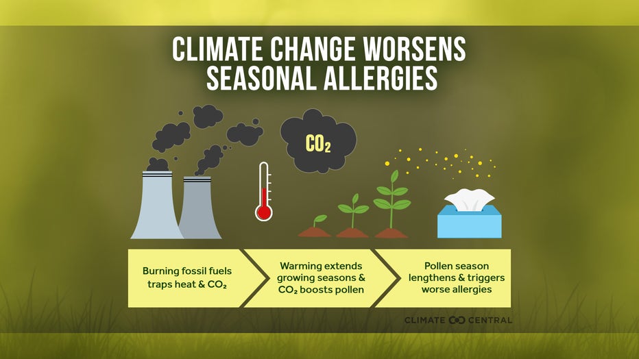 Graphic showing how burning fossil fuels causes climate change, extending growing seasons, extending pollen production and extending allergy season over time.