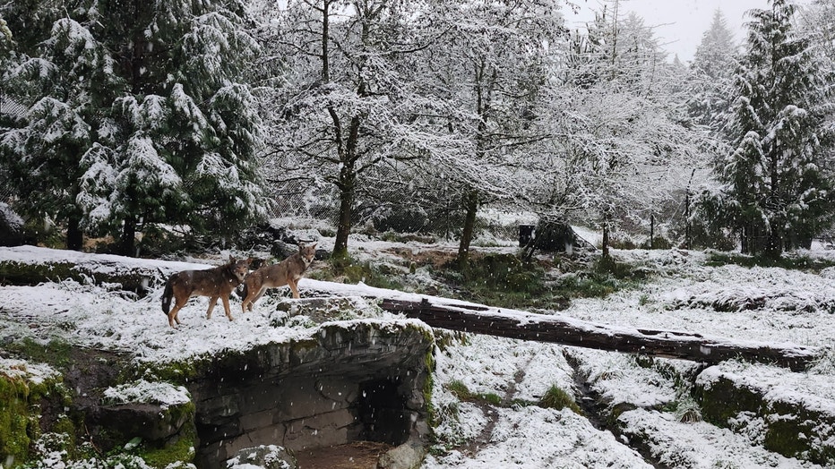 bronto and river wolves photo by jen degroot at point defiance zoo