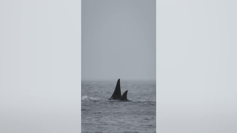 Mysterious Orca Pod In Salish Sea