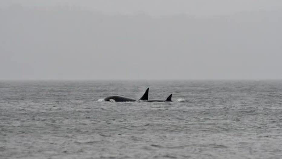 Mysterious Orca Pod In Salish Sea