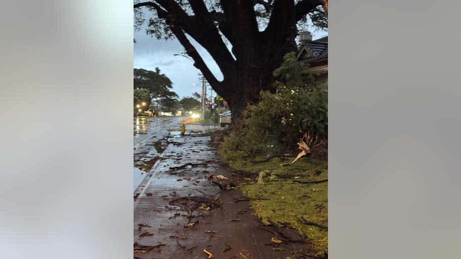 down tree on sidewalk