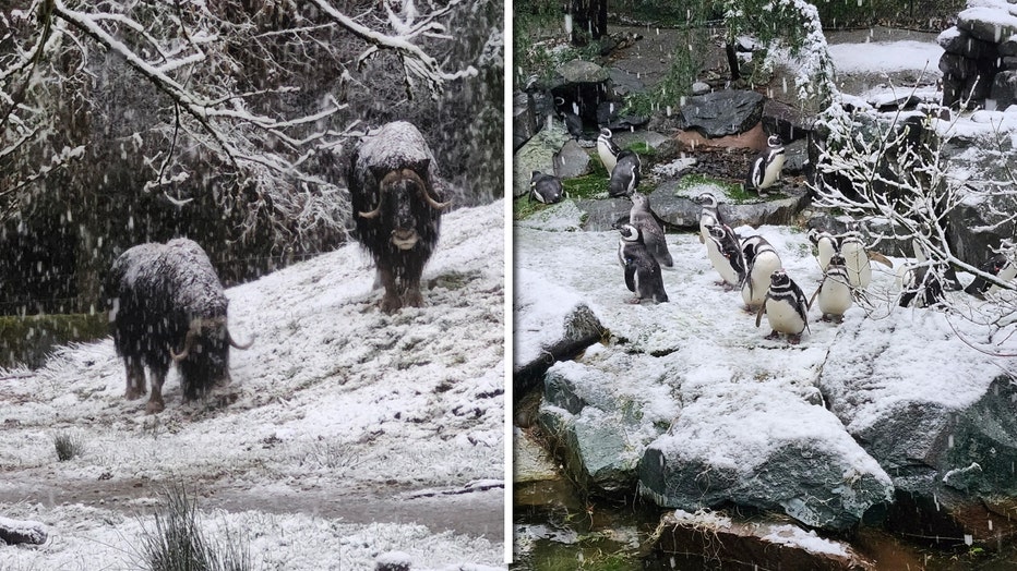 animals at point defiance zoo during snow day, photo by jen degroot