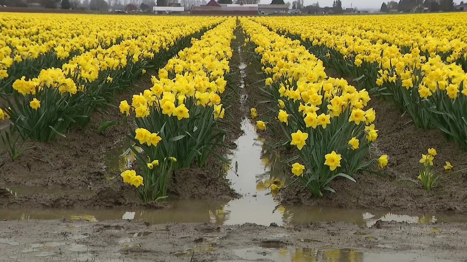 Flooding Threatens Skagit Valley Tulips