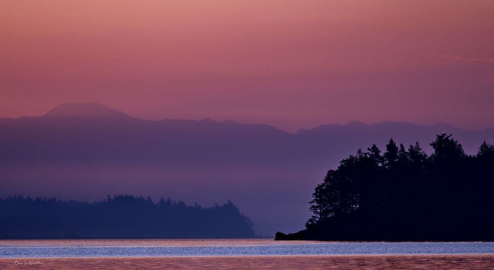 At least 20 dead canines wash ashore in Skagit County, WA