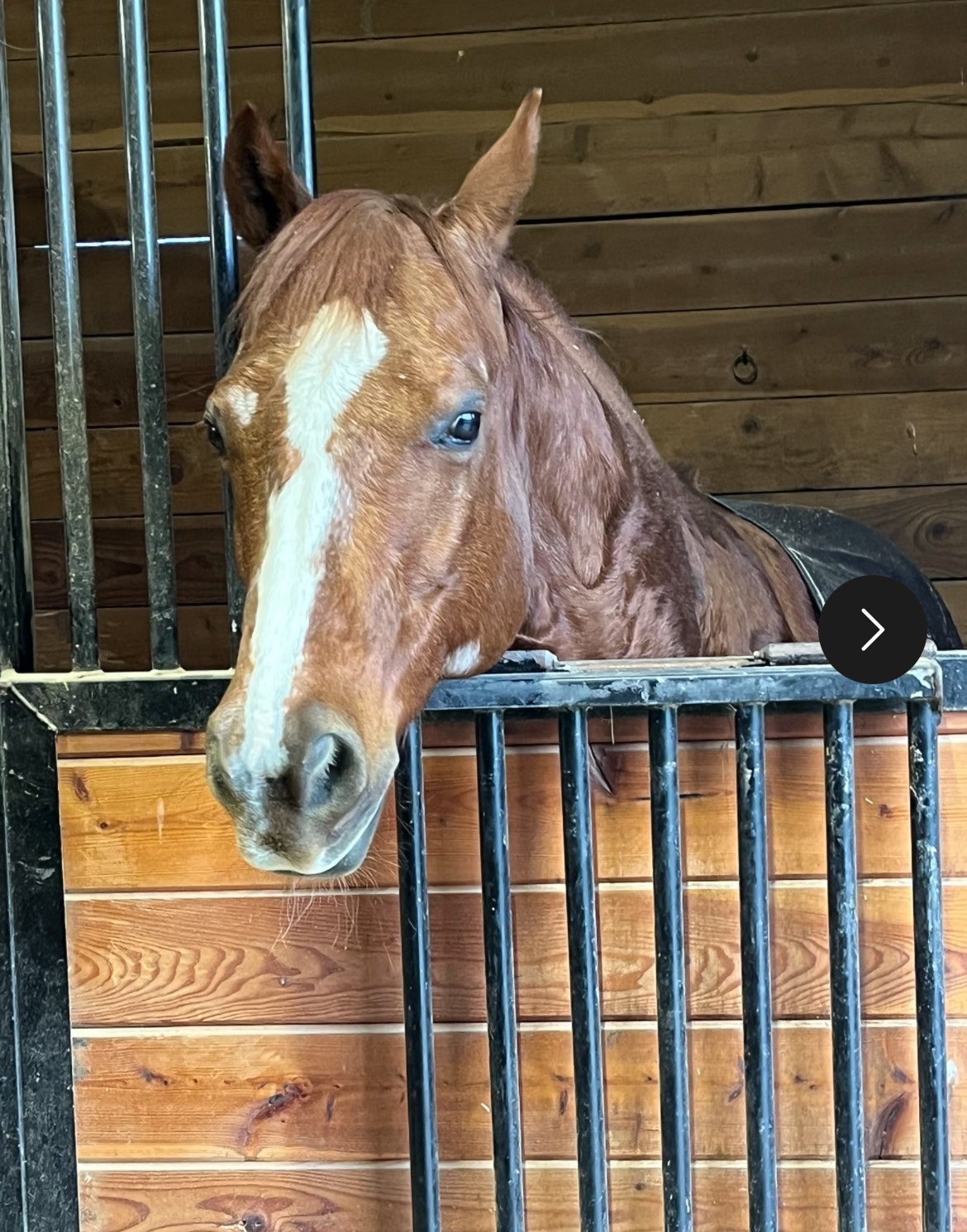 Enumclaw, WA family needs help finding late daughter's stolen horse 'Ruben'