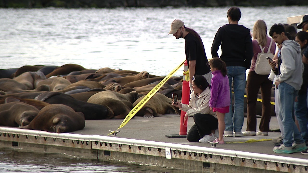 Those cute sea lions at Seattle's Golden Gardens Park can still be dangerous