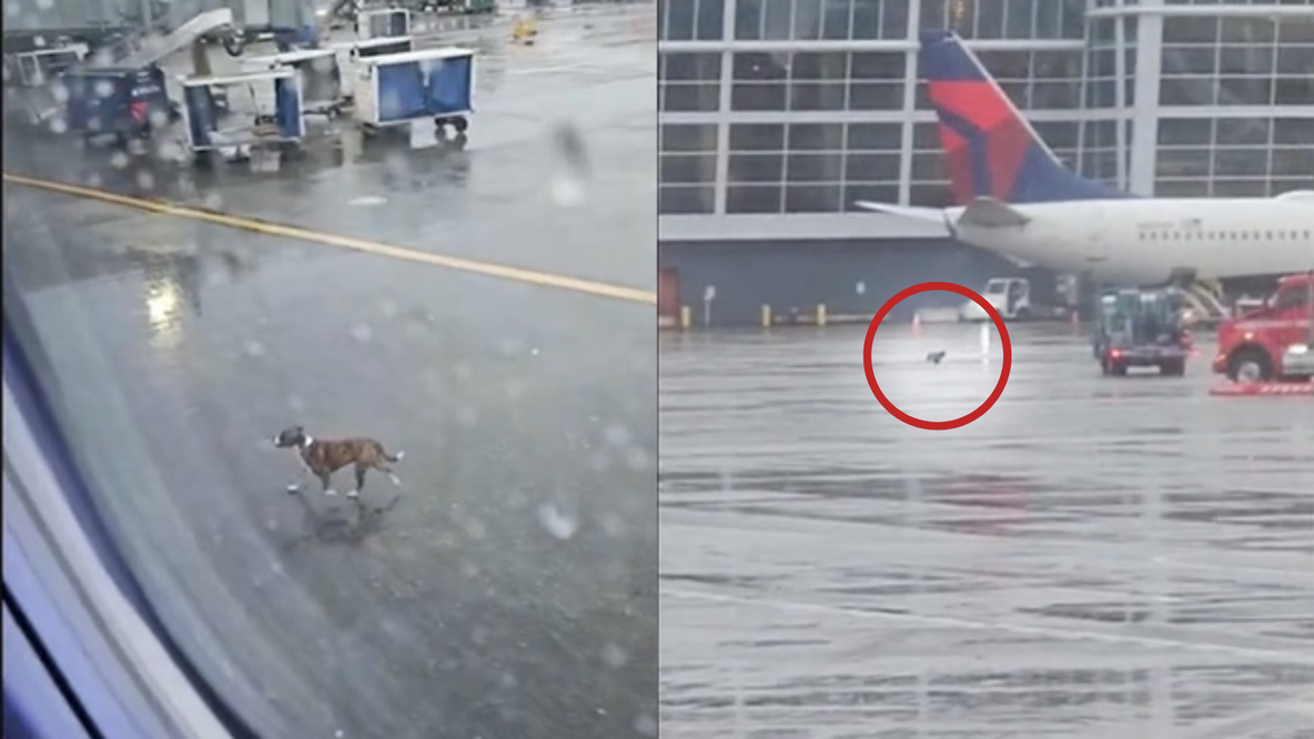 Loose dog runs around SEA tarmac as passengers watch from plane