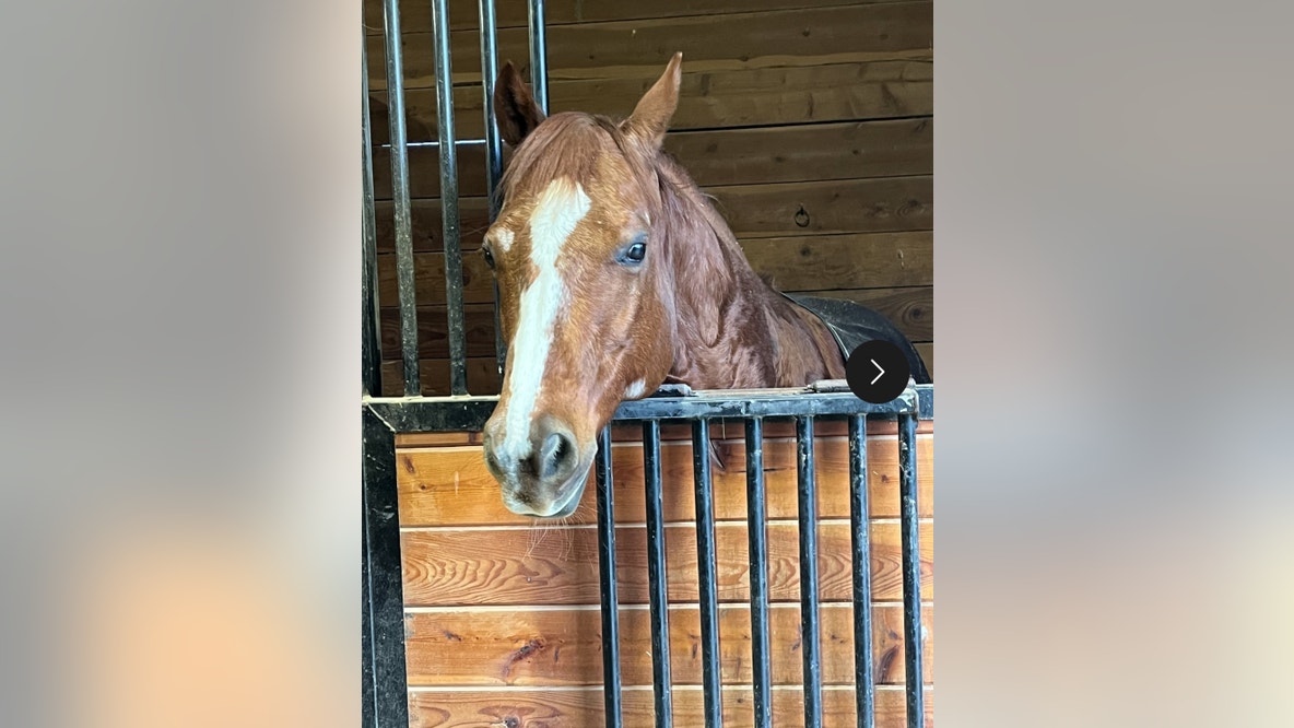 Enumclaw, WA family needs help finding late daughter's stolen horse 'Ruben'