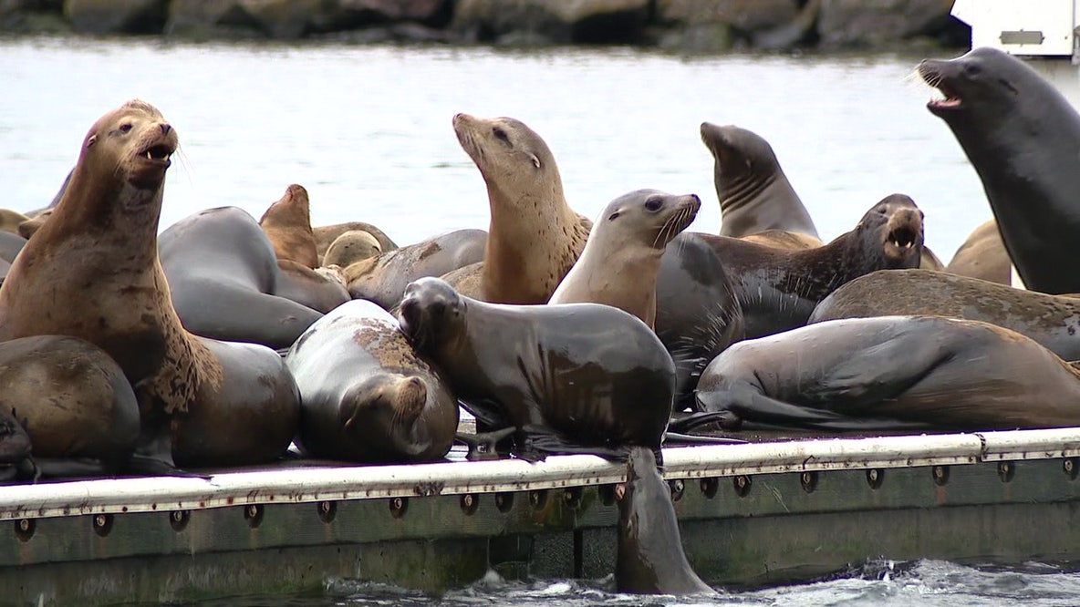 Sea lions pack Ballard docks, signaling shift in Puget Sound ecosystem