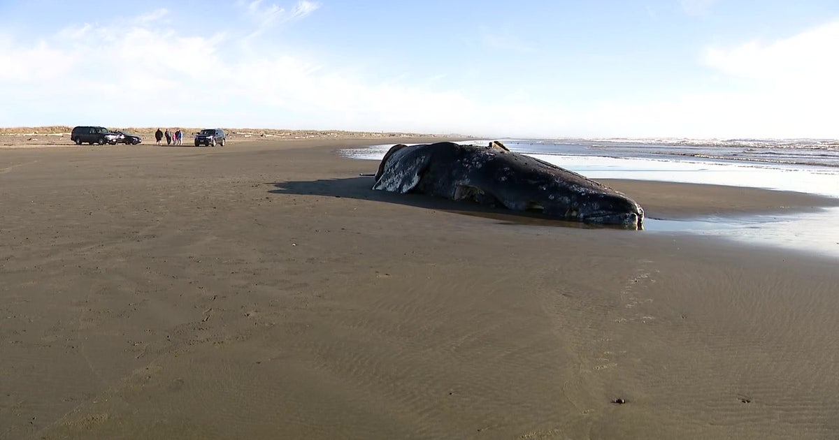 Three gray whale deaths in one week raise alarm along Washington coast
