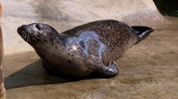 ‘Onion’ the blind seal gets second chance at WA's Point Defiance Zoo