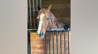Enumclaw family needs help finding late daughter's stolen horse 'Ruben'