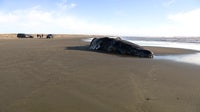 Three gray whale deaths in one week raise alarm along Washington coast