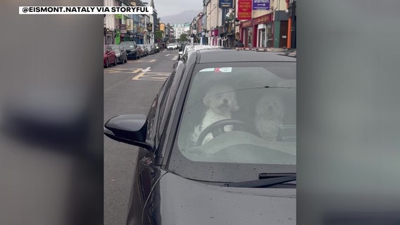 VIDEO: Dog in Ireland seen honking car horn for owner to return