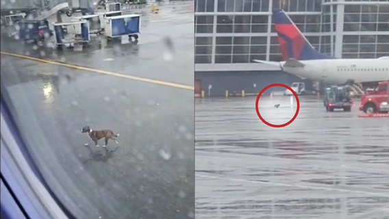 Loose dog runs around Seattle-Tacoma International Airport tarmac