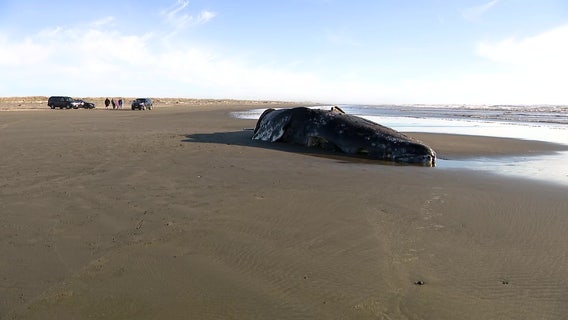 Three gray whale deaths in one week raise alarm along Washington coast