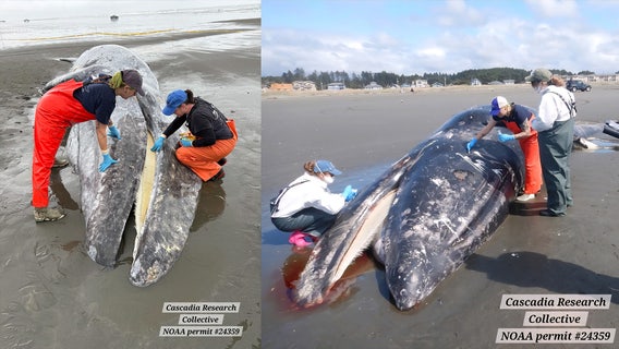 Timeline: 16 gray whales have died in WA this spring. What's behind it?