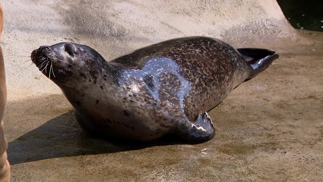 ‘Onion’ the blind seal gets second chance at WA's Point Defiance Zoo
