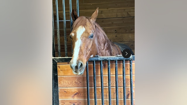 Enumclaw, WA family needs help finding late daughter's stolen horse 'Ruben'