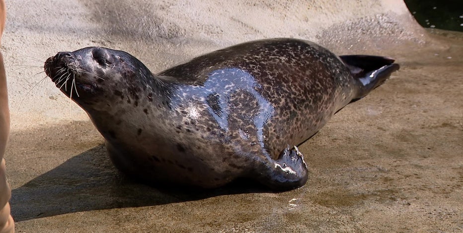 ‘Onion’ the blind seal gets second chance at WA's Point Defiance Zoo