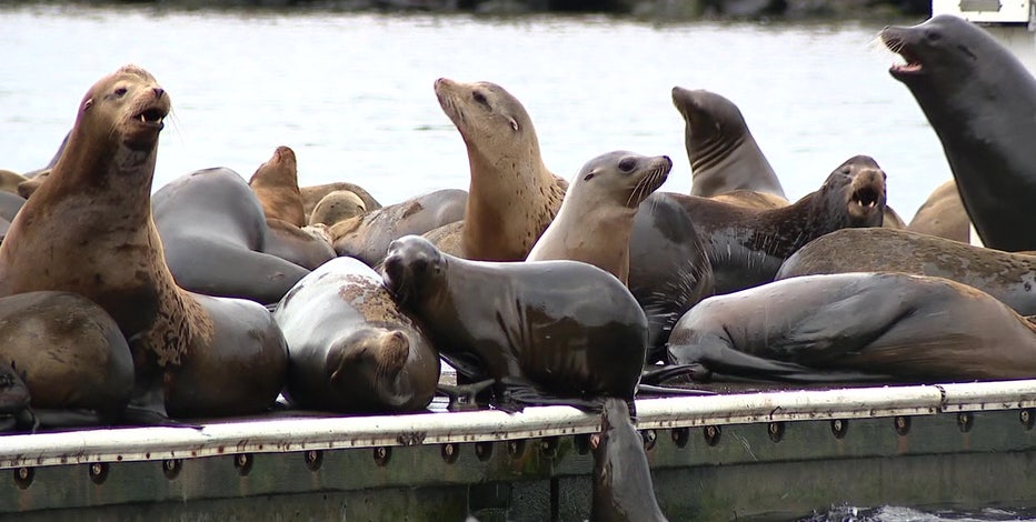 Sea lions pack Seattle docks, signaling shift in Puget Sound ecosystem