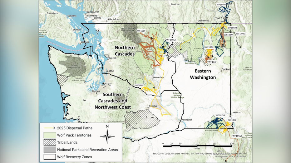 WA Wolf Population Dispersal Paths In 2025