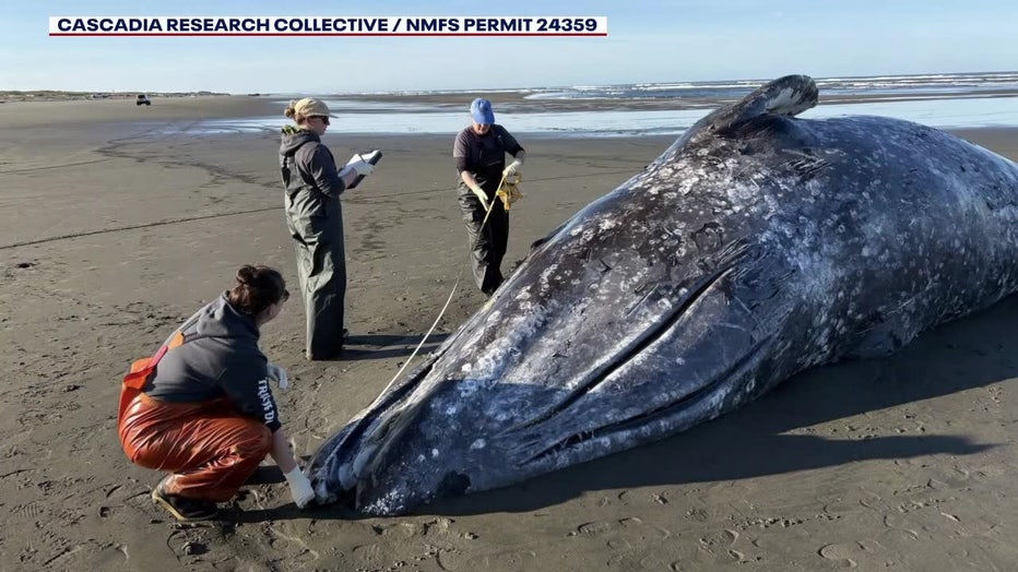 Gray Whale Washed Ashore