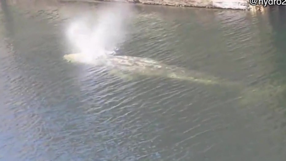 Gray Whale Uses Blowhole