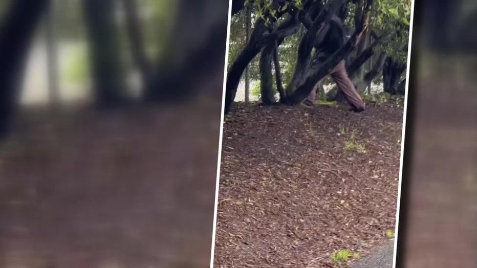 Seattle Influencer Viral Attack Video