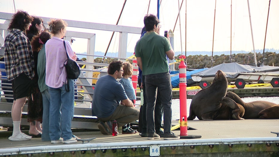 ballard golden gardens sea lions