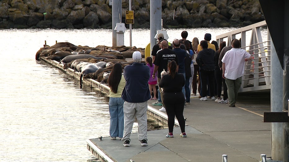ballard golden gardens sea lions
