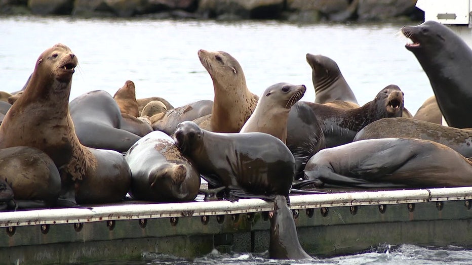 Sea Lions In Ballard