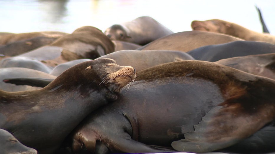 Sea Lions In Ballard
