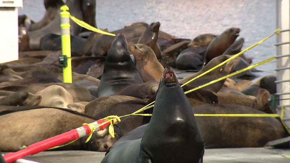 Sea Lions In Ballard
