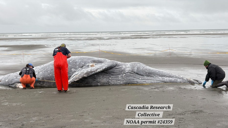 Wildlife researchers are raising alarms as the number of gray whale deaths in Washington state continues to rise. Officials say there have now been a total of 16 whale deaths in the month of April – four more than what was reported last week. A nonprofit group called Cascadia Research Collective is investigating each of the whale deaths, and the group says malnutrition has been a common finding. At least four other whales have also had internal trauma, consistent with a vessel collision, and one had evidence of a recent entanglement. The group says it’s early in the whale stranding season, and more deaths are expected. Here’s a full timeline of whale strandings in Washington state: