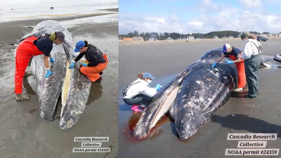 The alarmingly high number of gray whale strandings in Washington has continued throughout April, for a total of 16 dead gray whales as of April 28, 2026.