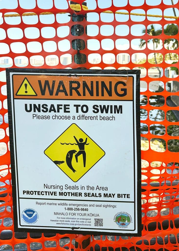 Seattle man investigated after video shows him throwing rock at Hawaii monk seal