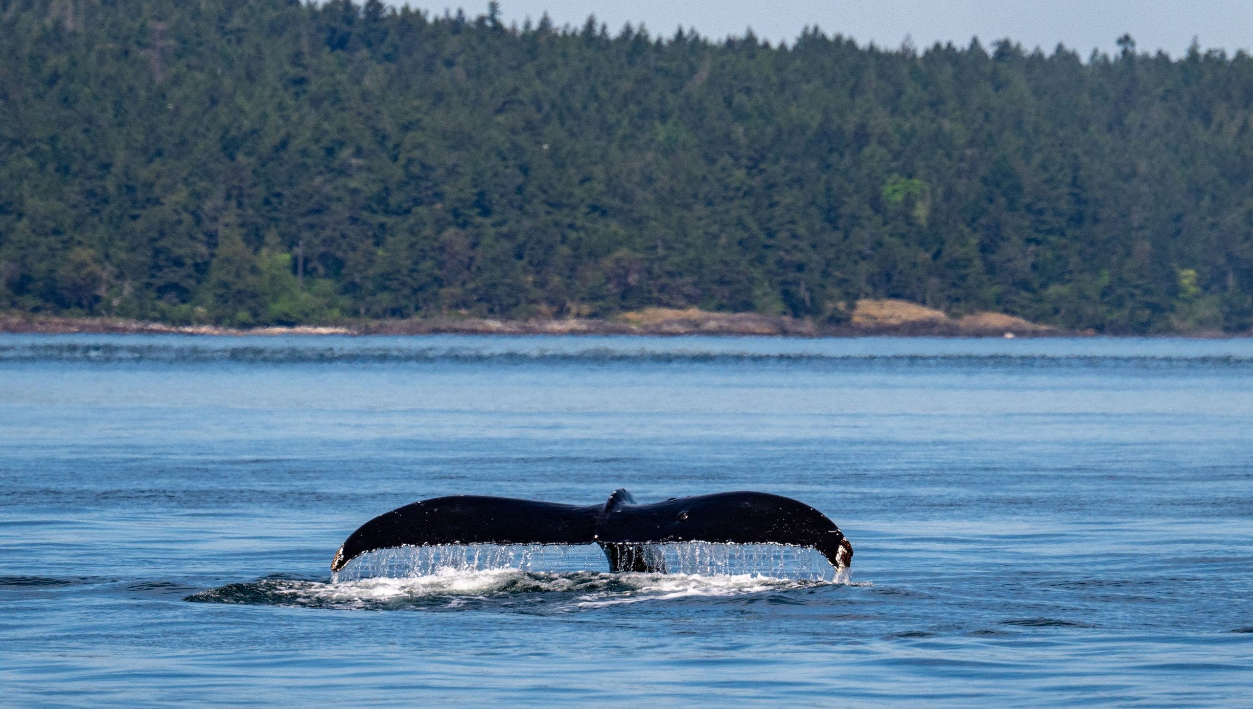 Humpback whale Big Mama returns to Washington waters