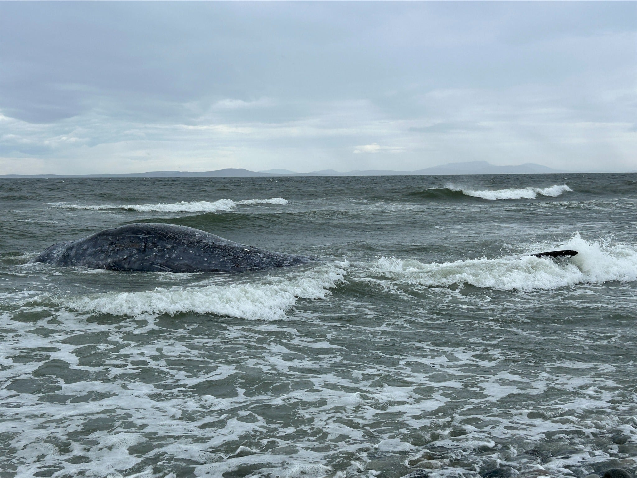 19th gray whale death reported near Whidbey Island, WA