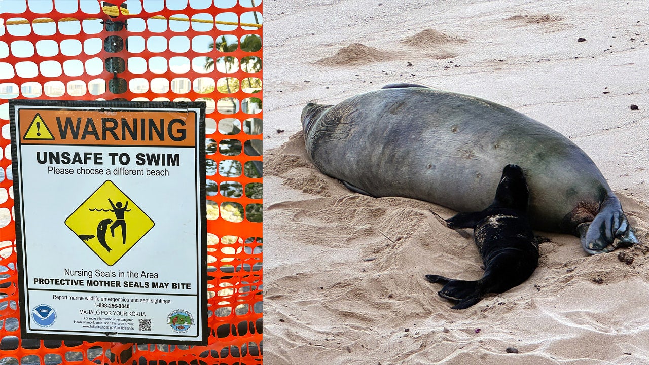 Seattle man investigated after video shows him throwing rock at Hawaii monk seal