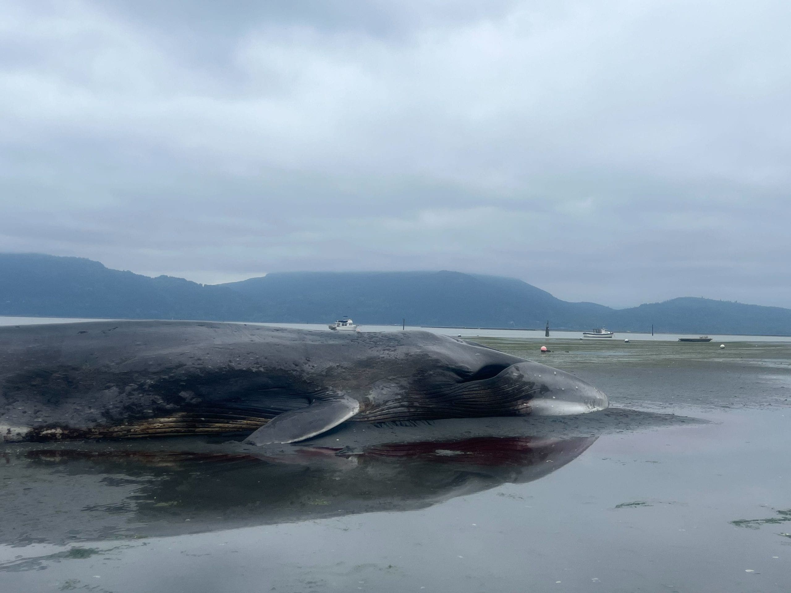 Fin whale found dead on WA's Samish Island