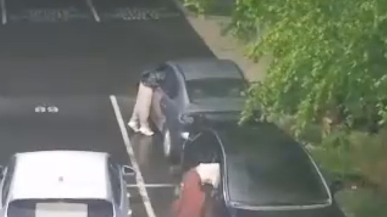 Camera catches crooks breaking into cars near Pacific Lutheran University