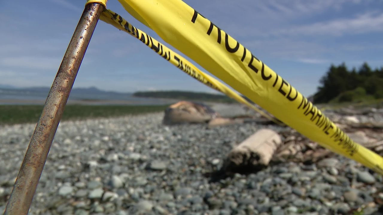21 gray whales have washed up on WA shores this year