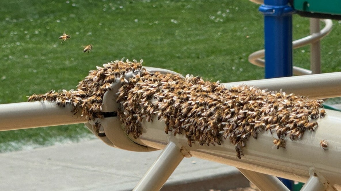 BEE-lieve it or not: Auburn, WA playground swarm safely buzzes away