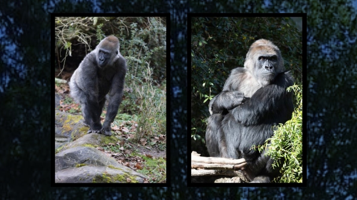 Double baby watch: 2 gorillas at Seattle's Woodland Park Zoo due days apart
