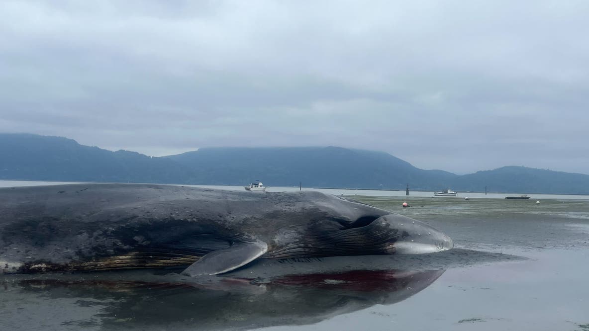 Second-largest whale species found dead near Samish Island