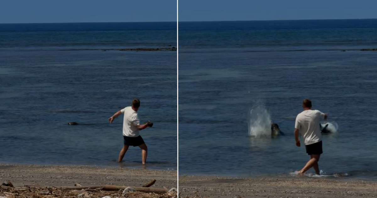 Seattle man investigated after video shows him throwing rock at Hawaii monk seal
