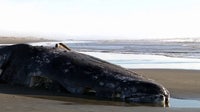 WA gray whale deaths hit 23 after latest Olympic Coast discovery