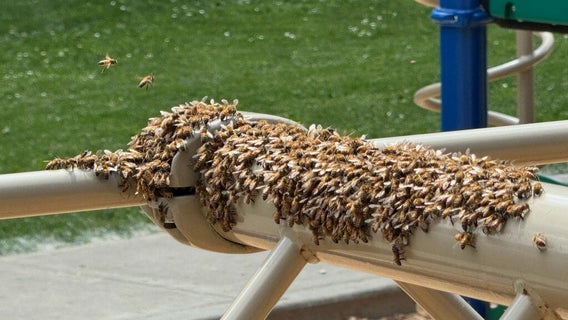 BEE-lieve it or not: Auburn, WA playground swarm safely buzzes away